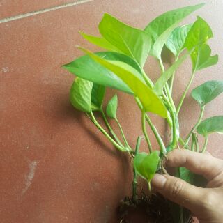 3 Cây trầu bà