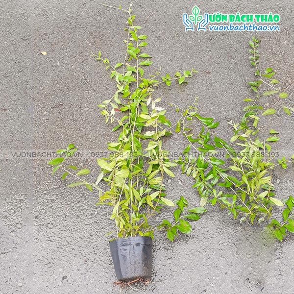 Cây Cúc Tần Ấn Độ Vernonia elliptica  leo giàn