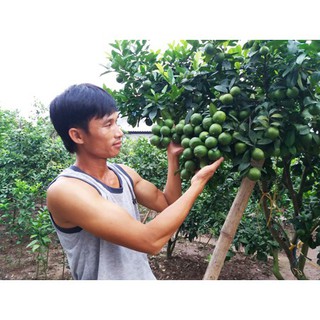 Tặng 1 p.bón_combo 5 cây giống chanh tứ quý
