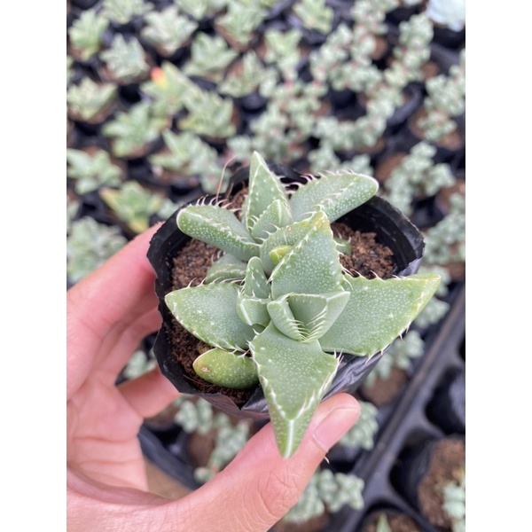 Sen Đá Hàm Cá Sấu Size Bầu 5cm Hư 1 Đổi 1