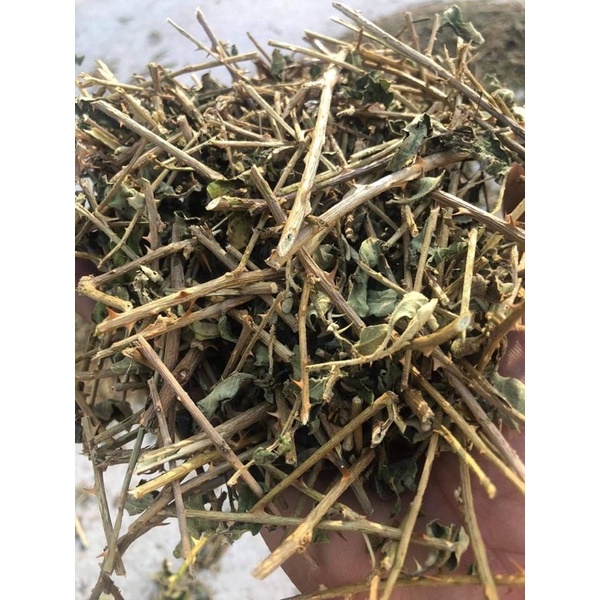 Cà gai leo, giải độc, hạ men gan, làm mát gan, bảo vệ lá gan cho gia đình, thảo dược sạch 1kg