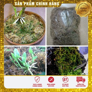 Rêu rừng trồng lan đã qua xử lý -150 gr