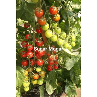Hạt giống cà chua chuỗi ngọc sugar morga