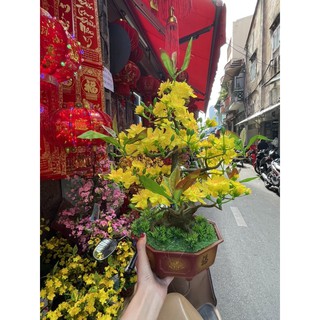CHẬU HOA MAI GIẢ CAO 50CM-CHẬU HOA MAI MINI ĐỂ BÀN(BMB)