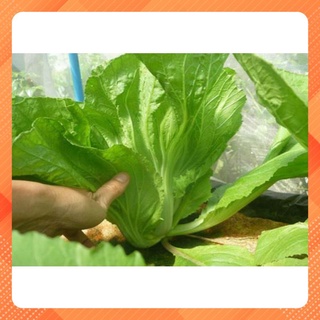 Hạt giống cải bẹ dưa cao sản 5gr