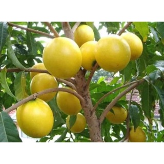Cây vú sữa hoàng kim