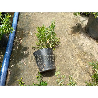 CÂY LINH SAM 86 CAO TỪ 10-15 CM
