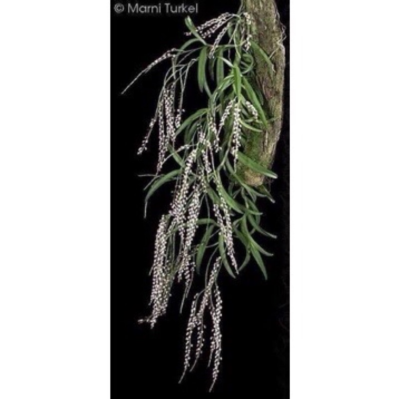 Hoa Lan quý trứng bướm hoa dài sỉ 15k