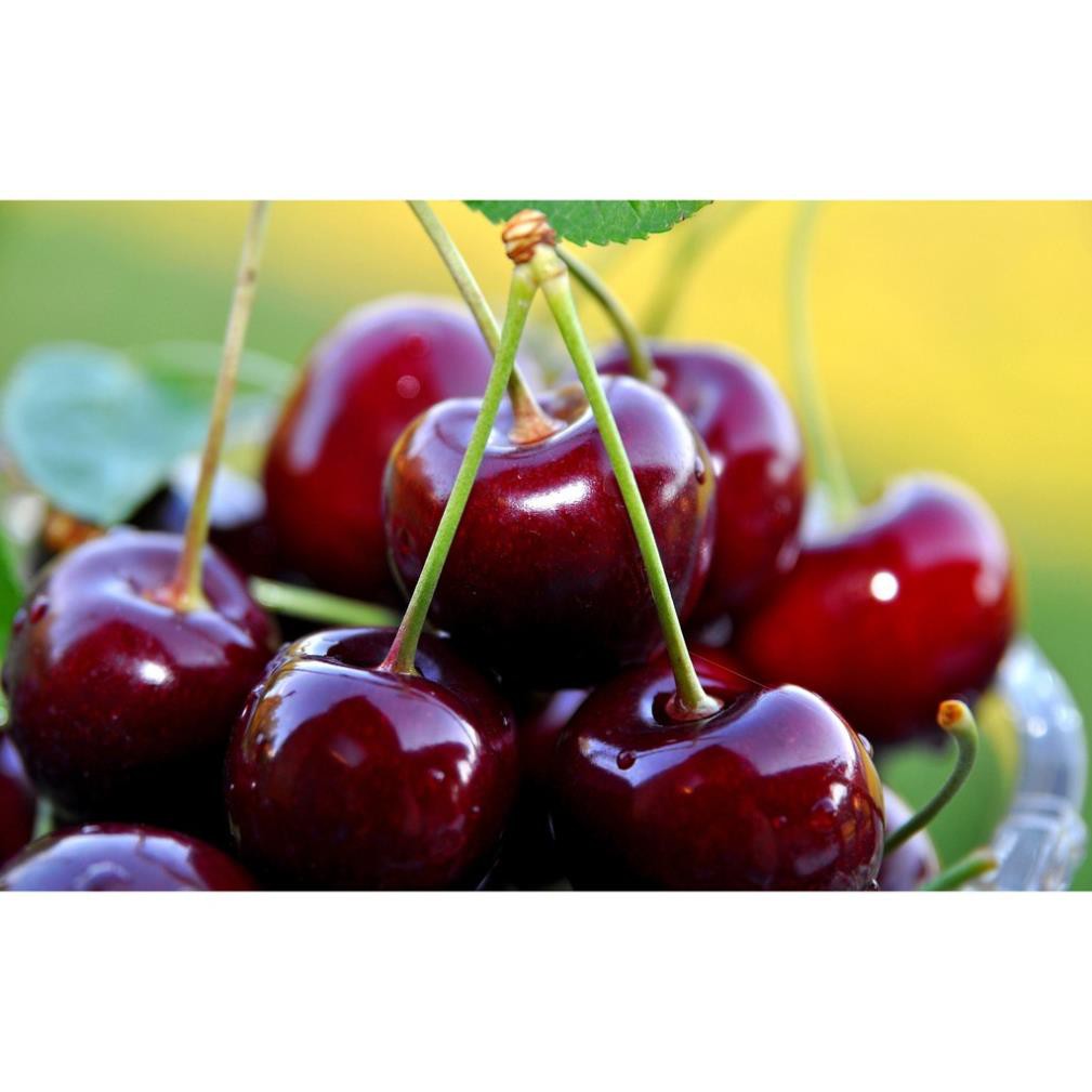 [Hàng Mới Về] cherry đỏ(anh đào) mỹ, dòng chịu nhiệt 15k 1 gói hạt giống/10 hạt