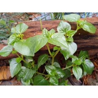 Bầu cây giống rau càng cua ( hơn 15 cây)- cây tươi, bầu đất ( chỉ giao nội thành hcm)