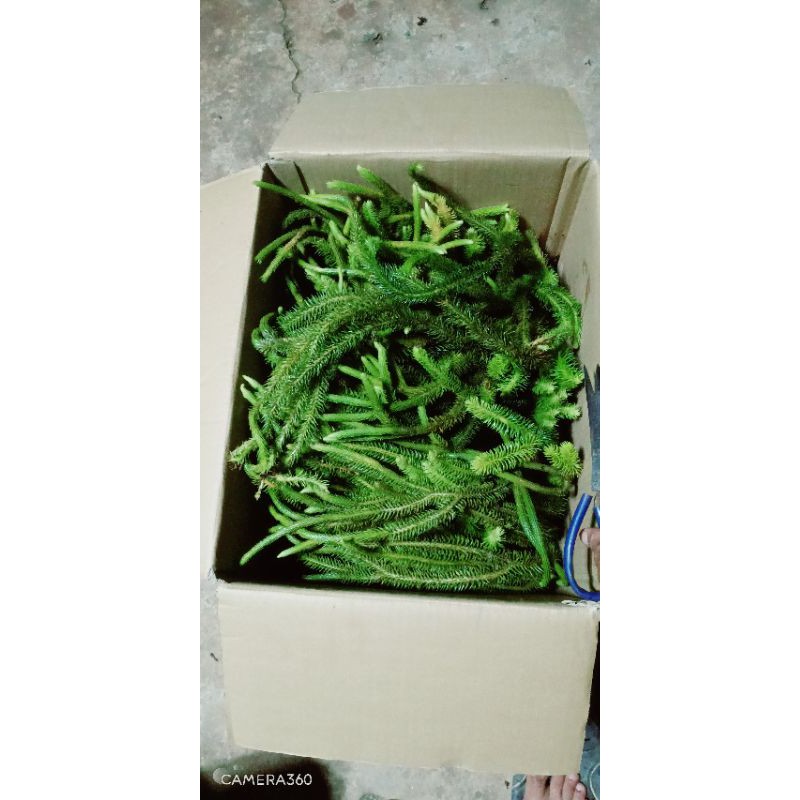 Cây râu rồng