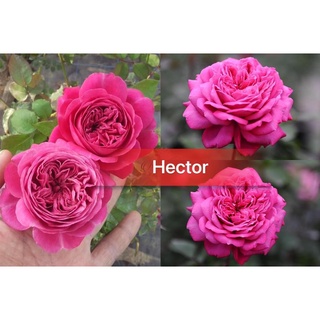 Cây giống hoa hồng