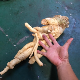 Củ đinh lăng,rễ đinh lăng tươi 2 kg