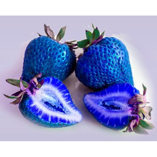 Bộ 1 hạt giống dâu tây xanh