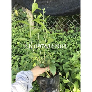 Cúc tần ấn độ
