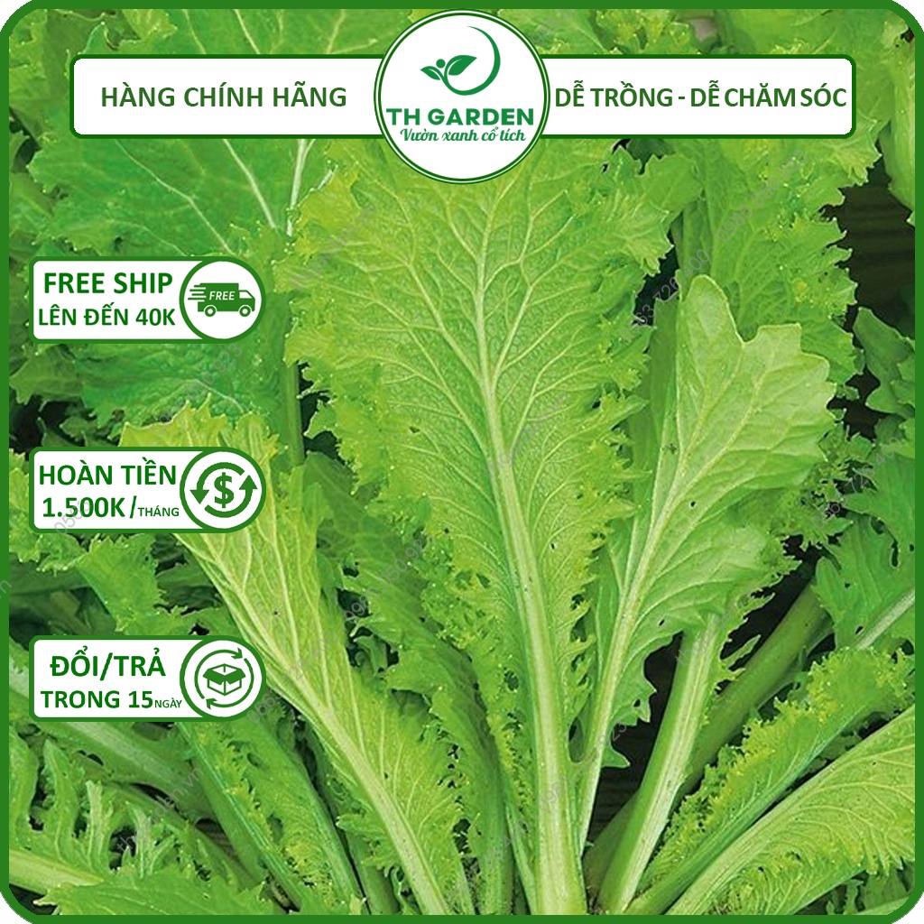 Hạt giống cải canh lá xẻ ( hay còn gọi là cải mèo ) - Khoảng 27gr