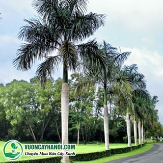 Cây 🌲 Cau đuôi chồn 1m7