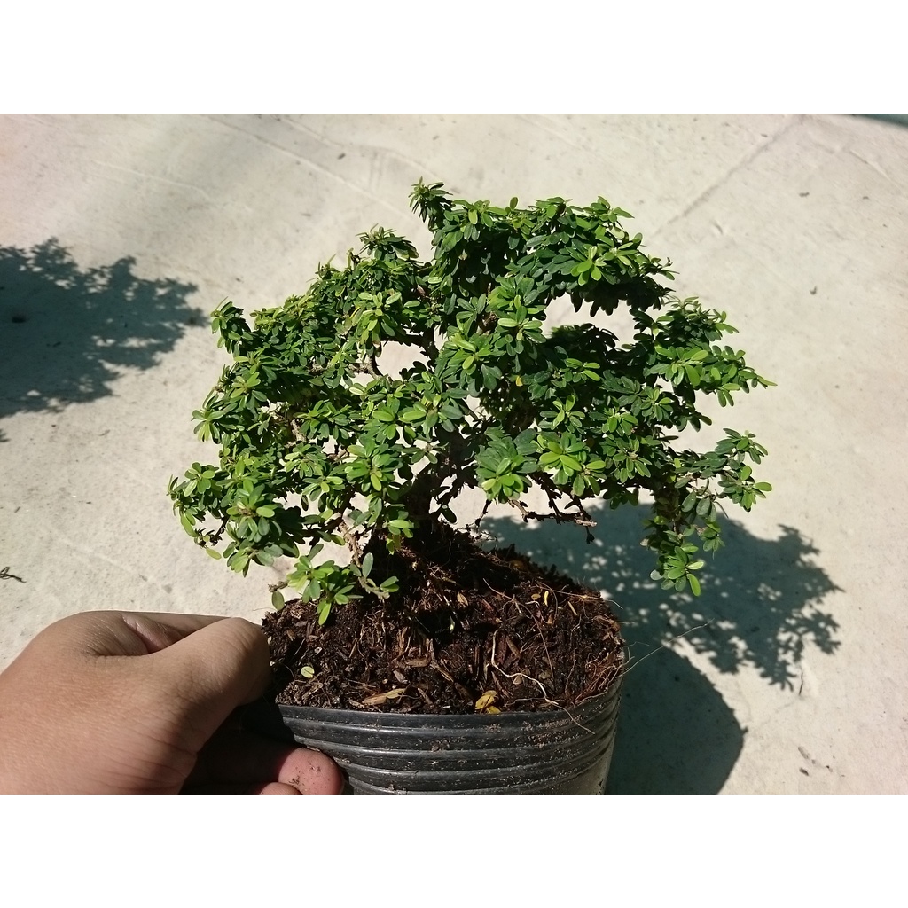 Cây Linh Sam Bonsai - cây cảnh bonsai