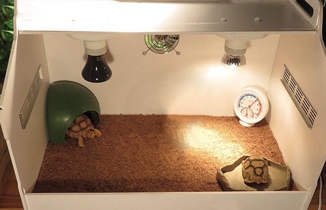 Lót chuồng bò sát  - Coir mat