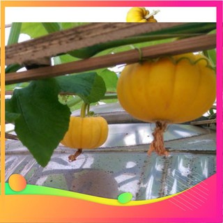 [TOP] Hạt Giống Bí MIni - 10 Hạt [ Tặng Kèm 1 Viên Nén Xơ Dừa ] VIETGAR