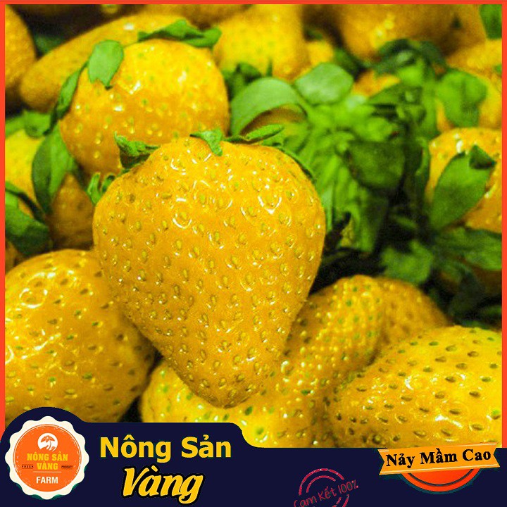 Hạt giống Dâu Tây Vàng ( Gói 30 Hạt ) - Nông Sản Vàng