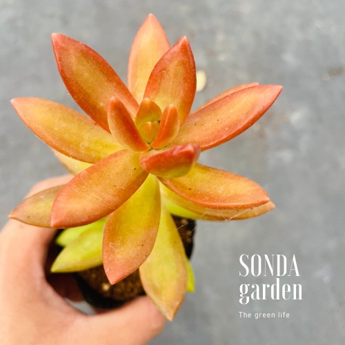 Sen đá đá cam SONDA GARDEN size bé 5-7cm, cây cảnh trang trí nhà cửa, lỗi 1 đổi 1