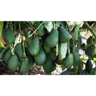 Cây Bơ Giống Da Sùi ( cây ghép siêu sớm )