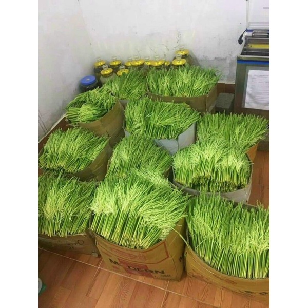 Đòng đòng ngâm rượu