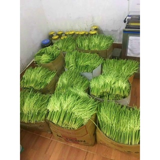 Đòng đòng ngâm rượu