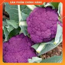 HẠT GIỐNG SUP LƠ TÍM GÓI 5H