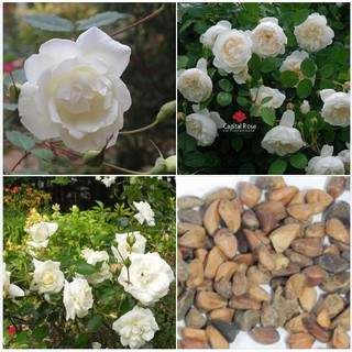 20 Hạt giống hoa hồng trắng (Kèm kích thích hạt nảy mầm)