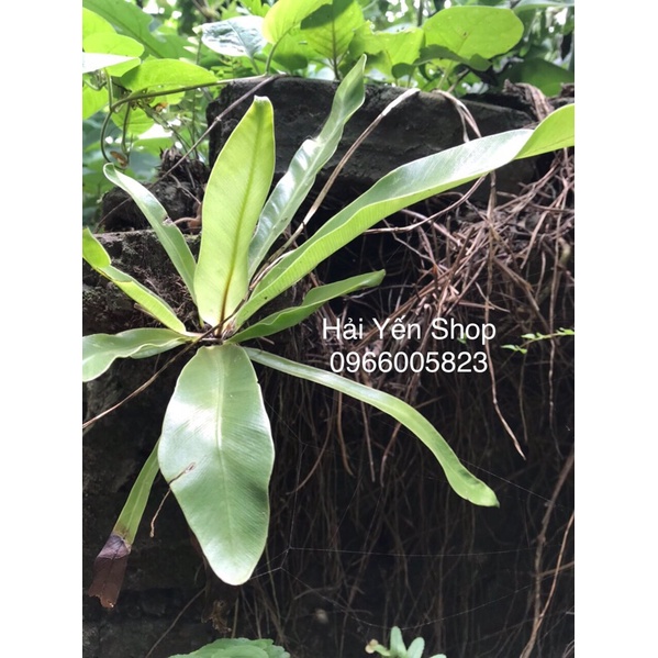 Cây Tổ Quạ làm cảnh xanh đẹp