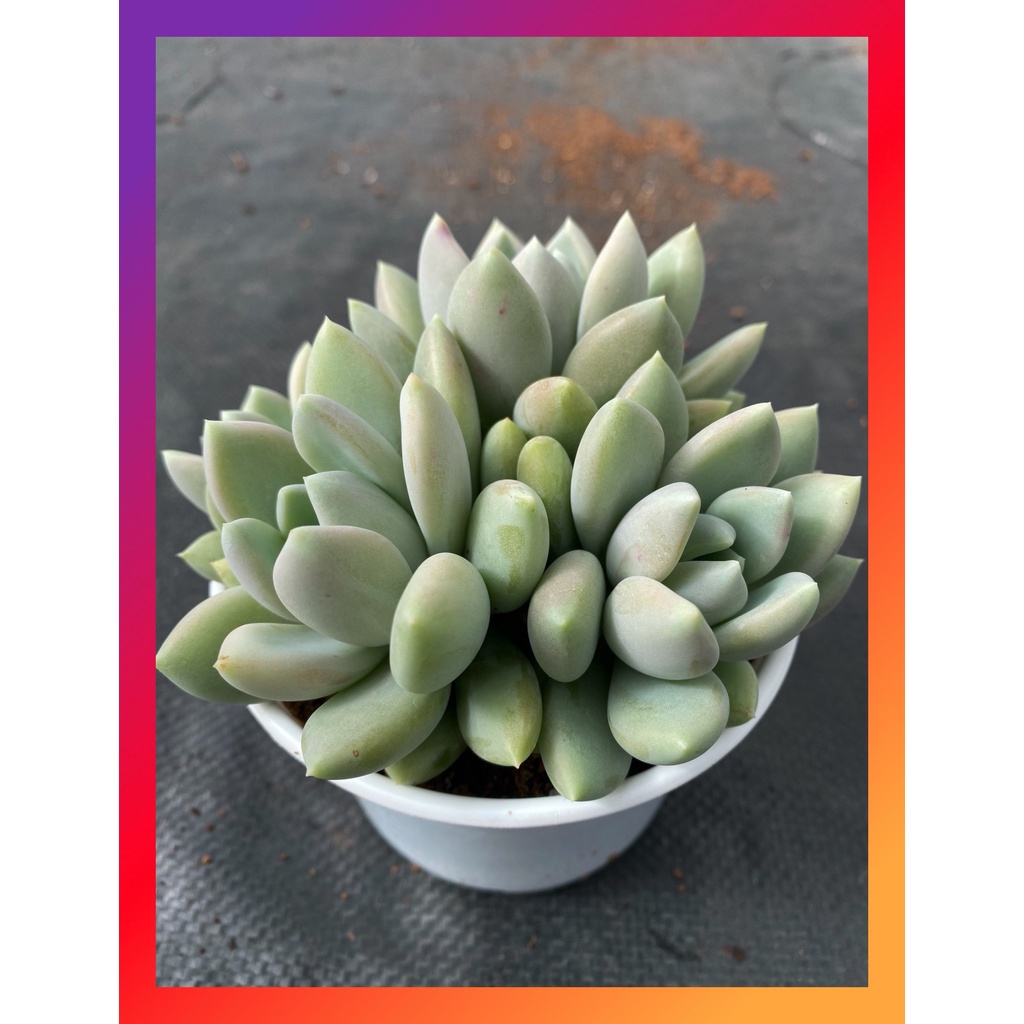 Sen đá sỏi xám bụi nhiều đầu SONDA Garden size trung bình 10-12cm lỗi 1 đổi 1