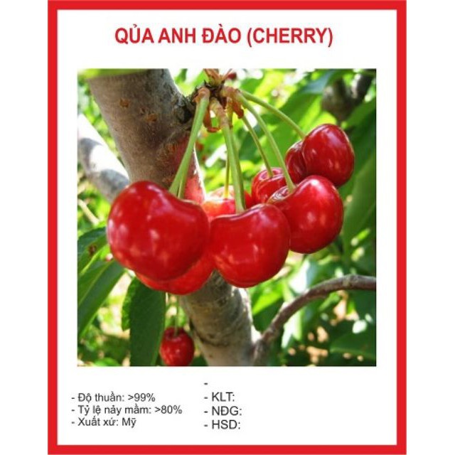 Gói 5 Hạt Giống Cherry Mỹ Cao Sản luckyseed hạt siêu rẻ