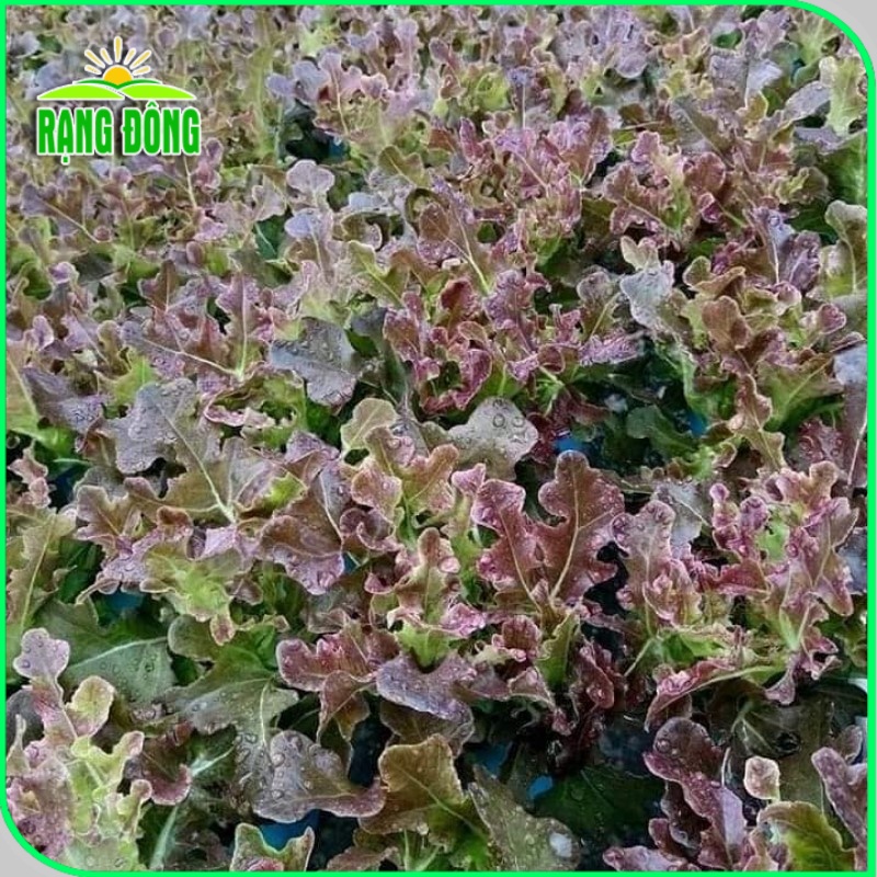 Hạt giống Xà Lách Sồi Tím (Xà lách Oakleaf) sinh trưởng khỏe, trồng quanh năm (gói 2 gr) - Hạt giống Rạng Đông