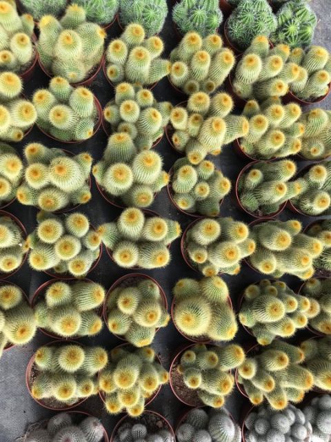 Xương rồng chùm 02