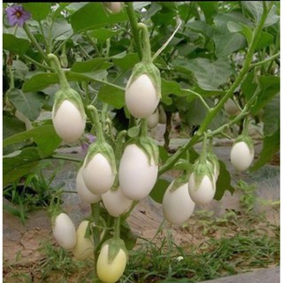 Hạt giống cà pháo trứng trắng