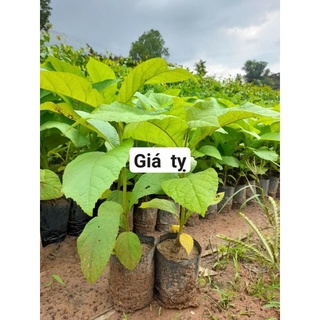 Hạt giống cây tếch (giá tỵ)