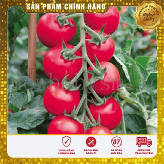 Hạt giống cà chua hồng LUCKY SEED -30 hạt