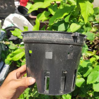 10 cái chậu trồng lan phi 21