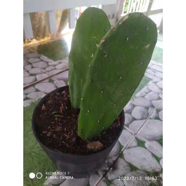 Xương rồng tai thỏ lá để trồng