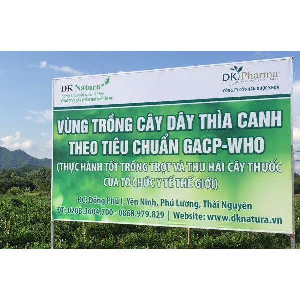 [LOẠI ĐẶC BIỆT] Dây thìa canh - Trà dược liệu có DÂY THÌA CANH LÁ TO dạng GÓI -DK Natura- Ổn định đường huyết tiểu đường