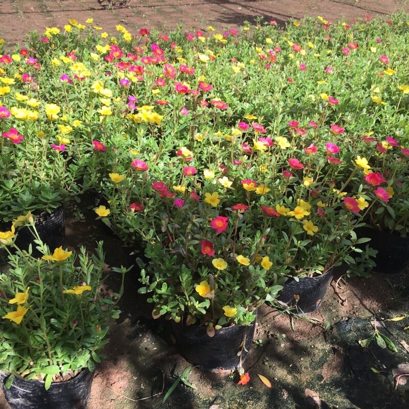 Mua Cây hoa sam hay còn gọi là cây rau sam mix nhiều màu sắc trong 1 ...
