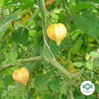 Cây Tầm Bóp khô 1KG - T080