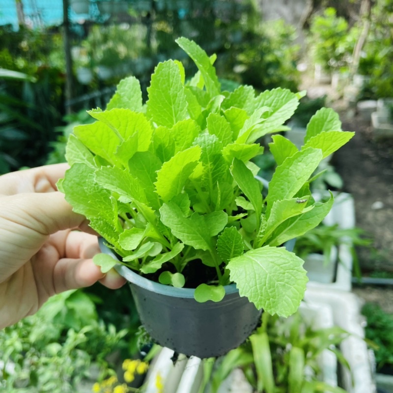 Cây Giống Cải Xanh - Vườn Ươm Thái Ngân