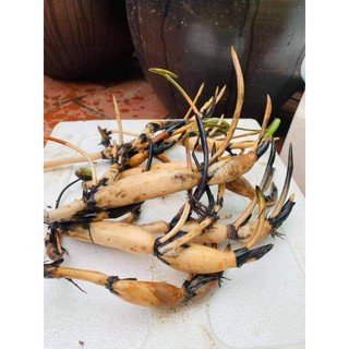 10 Củ Sen Giống (Hoa sen)