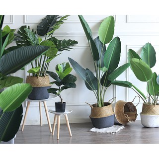 Cây Chuối Cảnh 1m6 Kèm Chậu