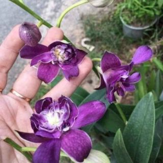 Denro hoa hồng tím blue