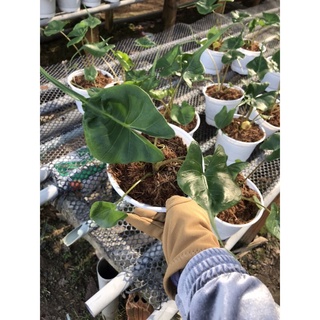 caykiengsadec - Cây môn cá đuối + Tặng Phân Bón - hoa kiểng lá - trang trí nội thất - cây phong thủy