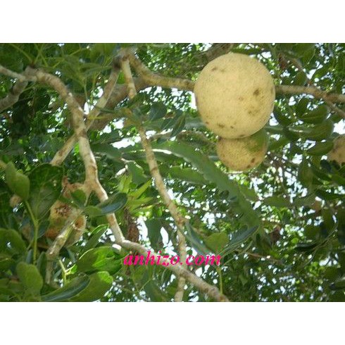 Trái QUÁCH Miền Tây  Trái Quách Trà Vinh Chua Chua Ngọt Ngọt